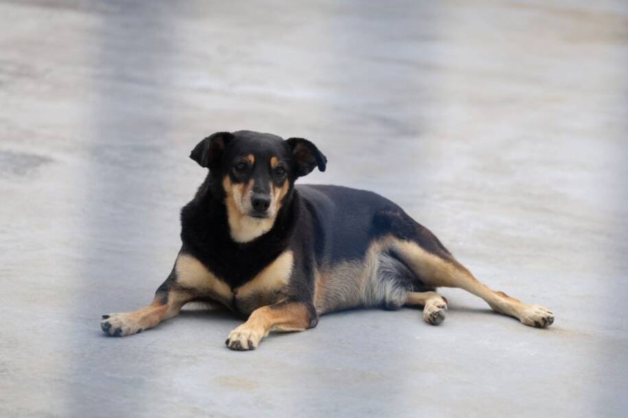 Governo de SC avança com leis e programas contra crueldade animal em Abril Laranja