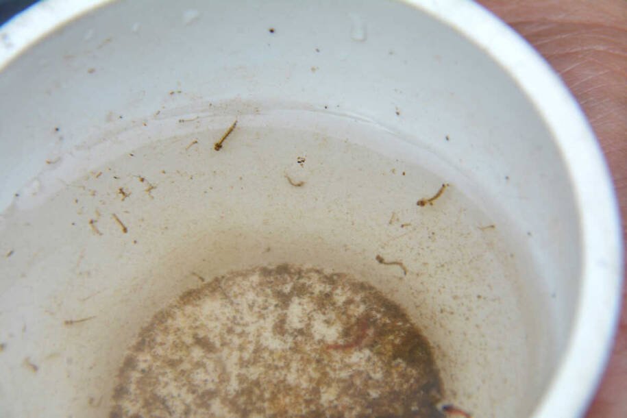 Mato Grosso do Sul registra 12 mortes por Chikungunya e preocupa Brasil