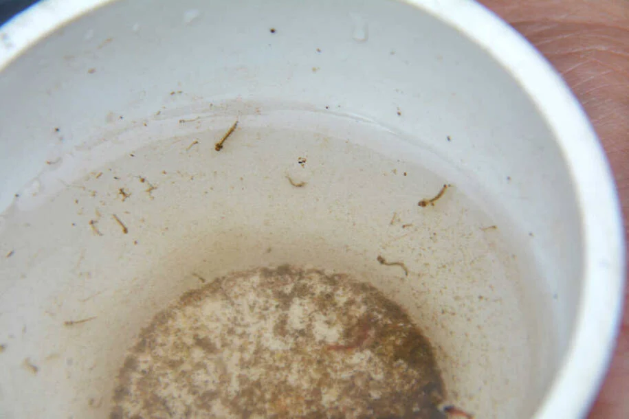 Mato Grosso do Sul registra 12 mortes por Chikungunya e preocupa Brasil