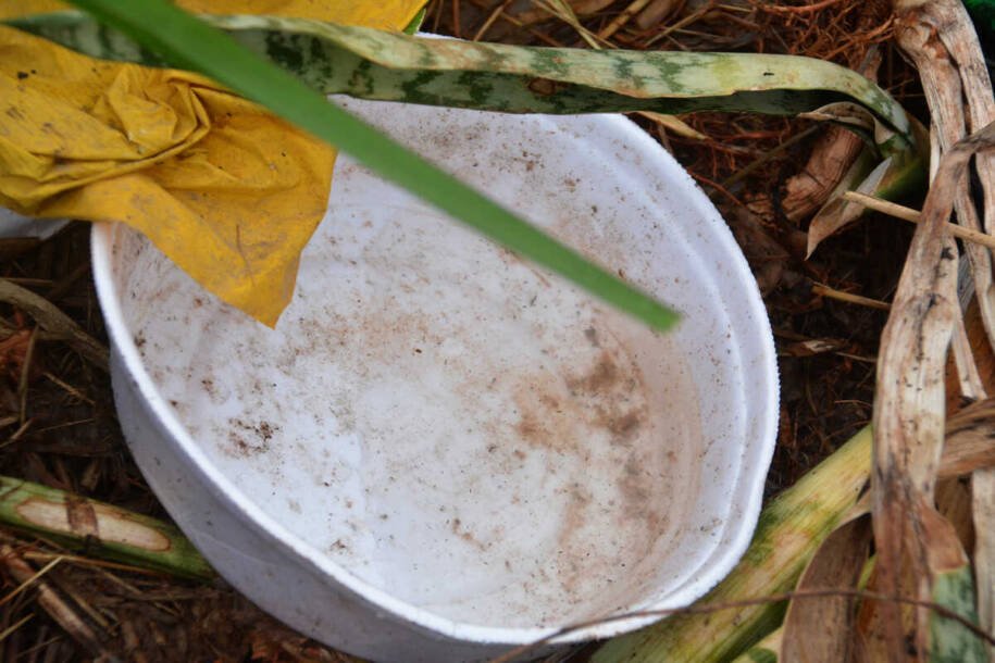 Mato Grosso do Sul registra 13 mortes por Chikungunya e gera alerta nacional