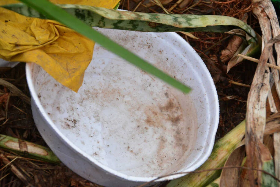Mato Grosso do Sul registra 13 mortes por Chikungunya e gera alerta nacional