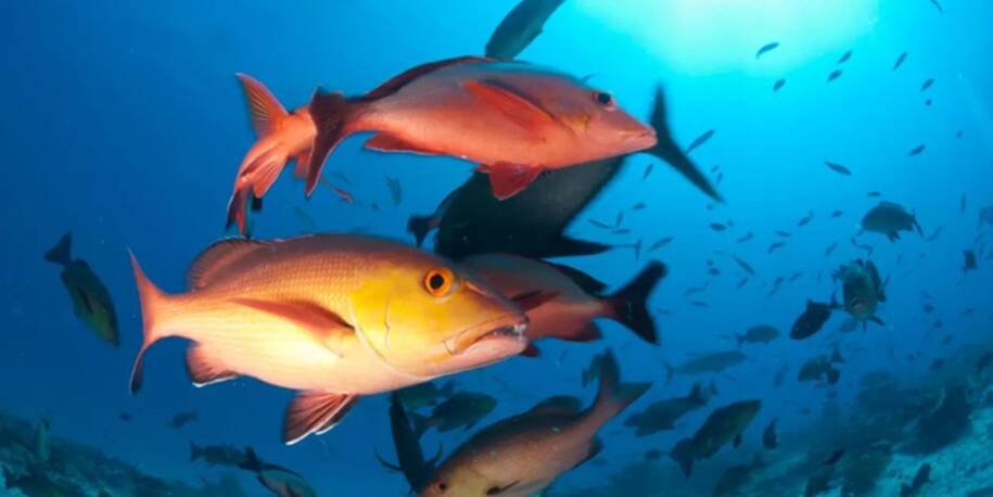 Ministério do Meio Ambiente atualiza lista de espécies ameaçadas e gera polêmica