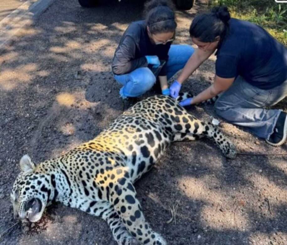 Onça-pintada atropelada na BR-262 gera alerta sobre fauna no Pantanal