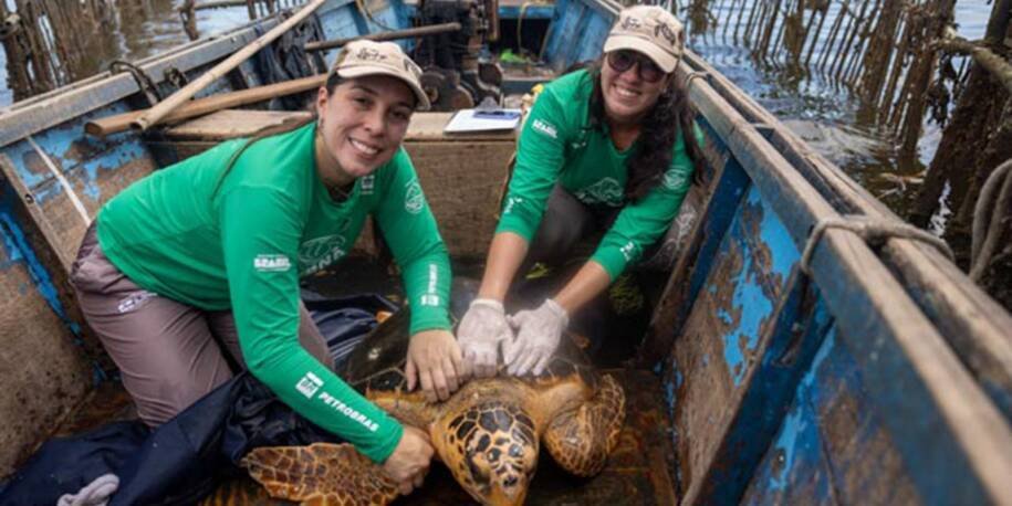 Projeto Aruanã registra reaparecimento de tartarugas-cabeçudas na Baía de Guanabara