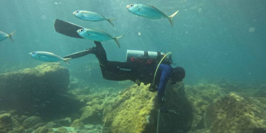 Projeto Costão Rochoso e ICMBio monitoram biodiversidade em Arraial do Cabo