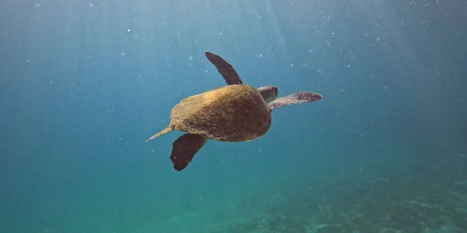 Projeto Costão Rochoso e Petrobras monitoram tartarugas em Arraial do Cabo