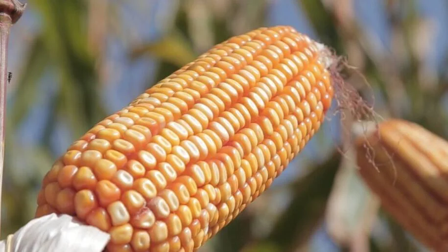 Sorriso lidera produção de milho no Brasil e desafia limites de produtividade