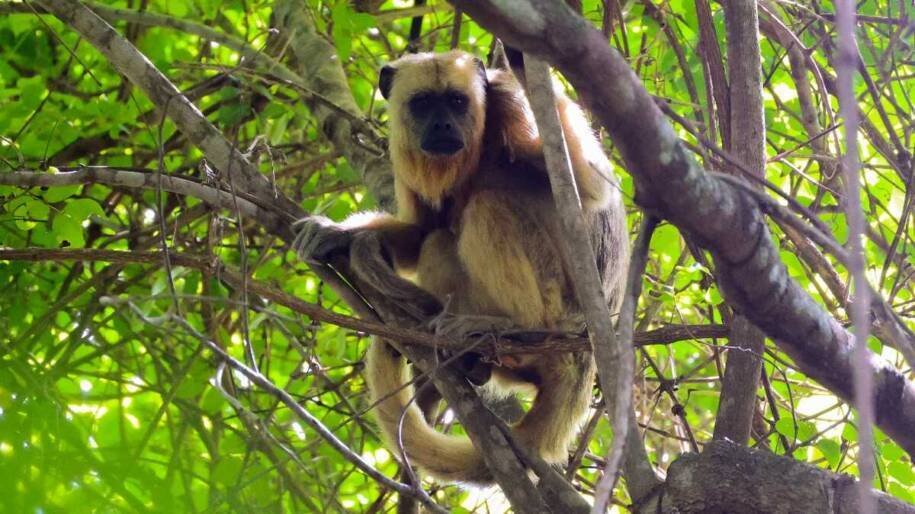 Arauco descobre sete grupos de macacos com drones em área de mega-fábrica