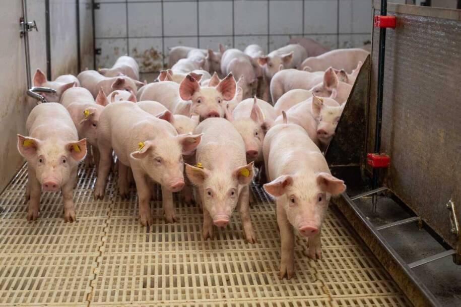 Censo da Suinocultura 2026 promete revelar desafios e oportunidades em MS
