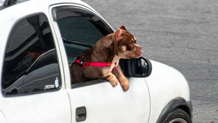 Código de Trânsito Brasileiro multa em R$ 88,38 para quem transportar cachorro solto