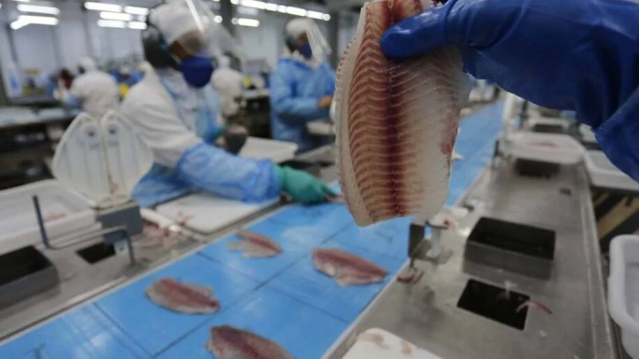 Comissão Nacional de Biodiversidade adia decisão sobre tilápia e gera tensão no setor