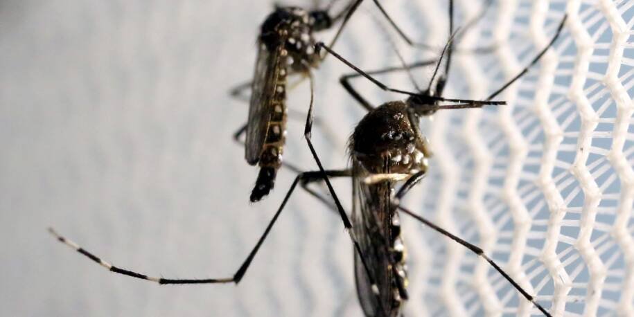 CVE-SP confirma novas mortes por febre amarela e alerta para vacinação urgente