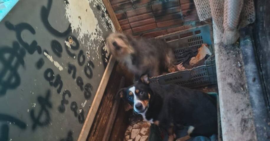 Diretoria de Proteção Animal resgata 9 cães em Balneário Camboriú após denúncia alarmante