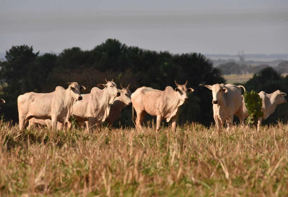 Embrapa alerta: Inverno seco exige cuidados urgentes para rebanho no Brasil