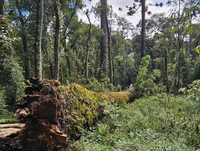 Embrapa Florestas coleta DNA da araucária de 250 anos que caiu em Caçador