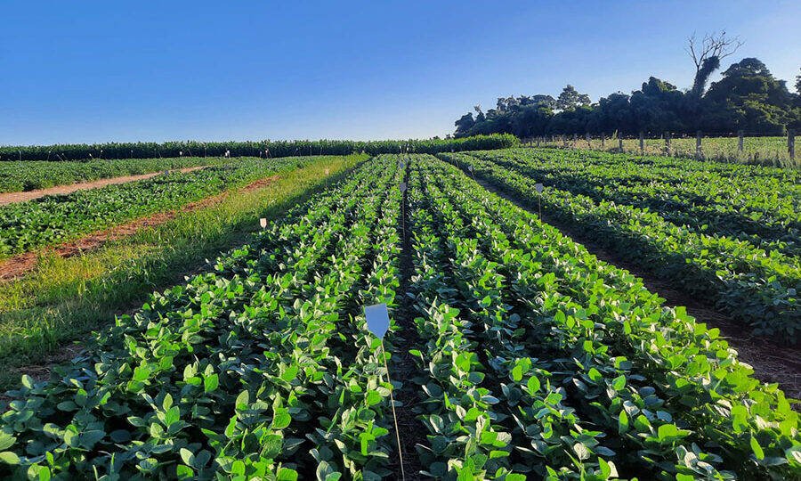 Embrapa revela: estruvita de dejetos suínos pode revolucionar fertilização no Brasil