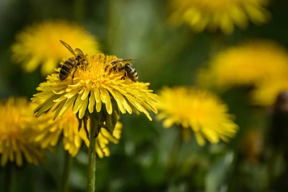 Especialistas alertam sobre a extinção das abelhas e seus impactos alarmantes