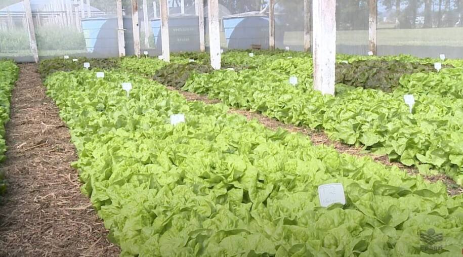 Governo de Santa Catarina regulamenta Peapo e fortalece produção orgânica