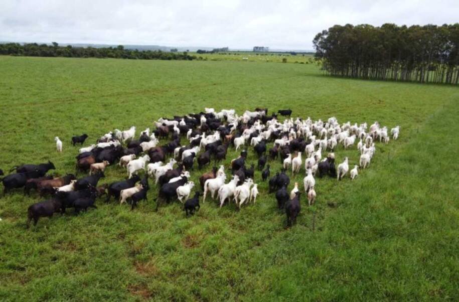 Iagro alerta produtores de Mato Grosso do Sul sobre risco de mortes de rebanhos