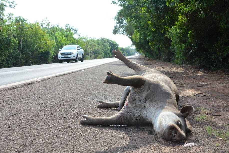 INCAB-IPÊ revela 48 mortes em rodovias de MS por colisões com antas