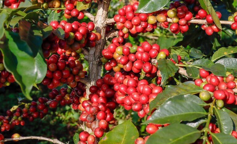 Ministério da Agricultura direciona R$ 7,3 bilhões do Funcafé para safra 2026/2027