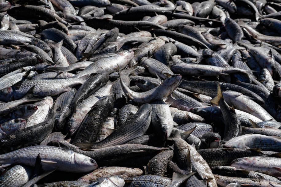Ministério da Pesca amplia limite de captura e inicia safra da tainha 2026