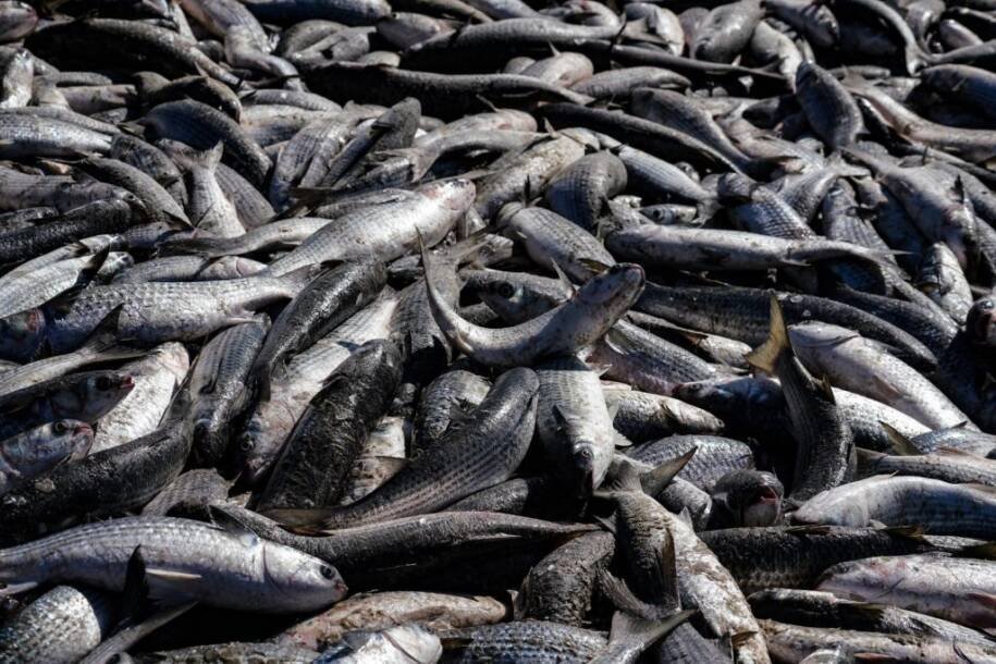 Ministério da Pesca amplia limite de captura e inicia safra da tainha em SC