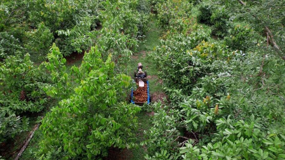 Natura implementa modelo de carbono e transforma vida de comunidade em Rondônia