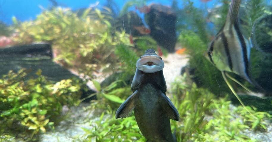 Oceanic Aquarium em Balneário Camboriú destaca animais no Dia do Trabalhador