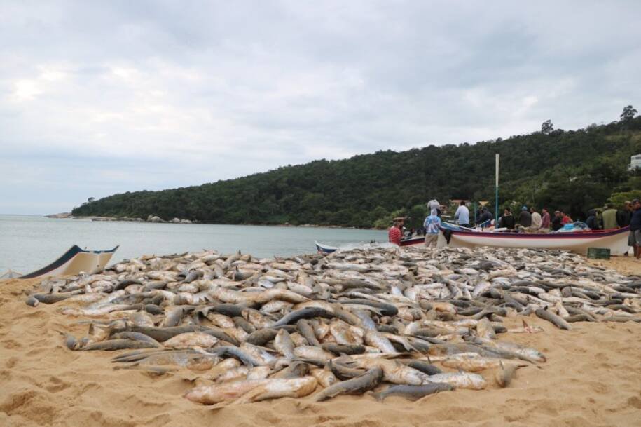 Prefeitura de Balneário Camboriú intensifica fiscalização na pesca da tainha