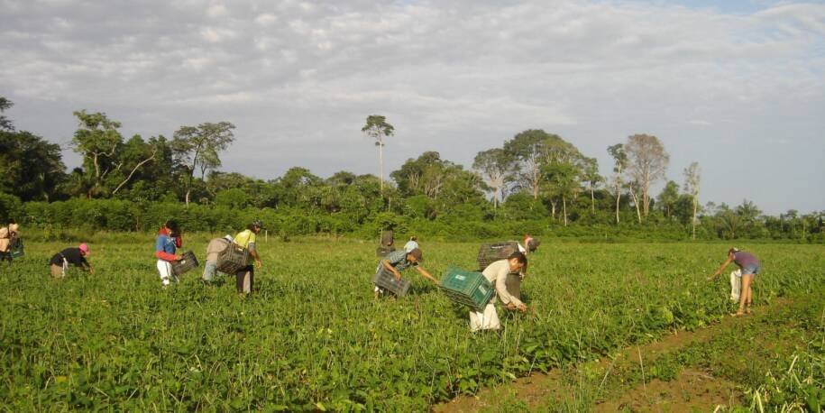 Prêmio Fundação Bunge reconhece inovação em agricultura familiar e pesquisa