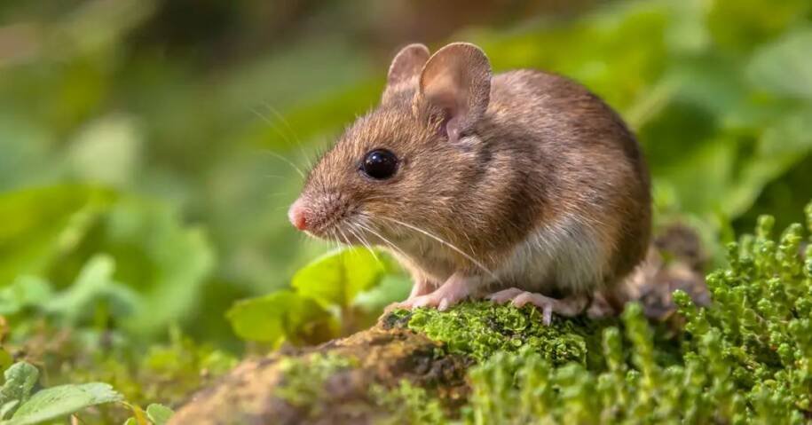 Santa Catarina registra único caso de hantavírus em 2026 e gera alerta sanitário