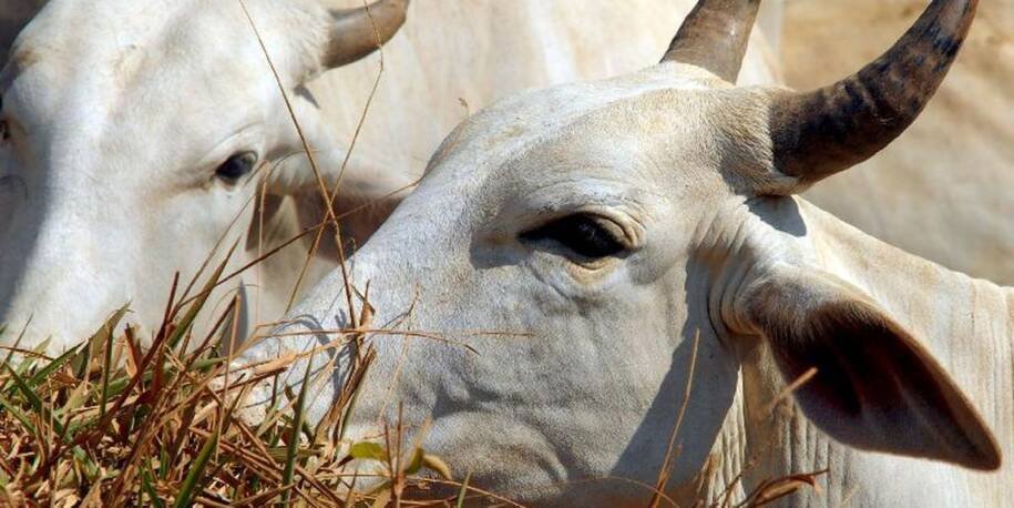 União Europeia veta Brasil de exportar carnes e gera crise no agronegócio