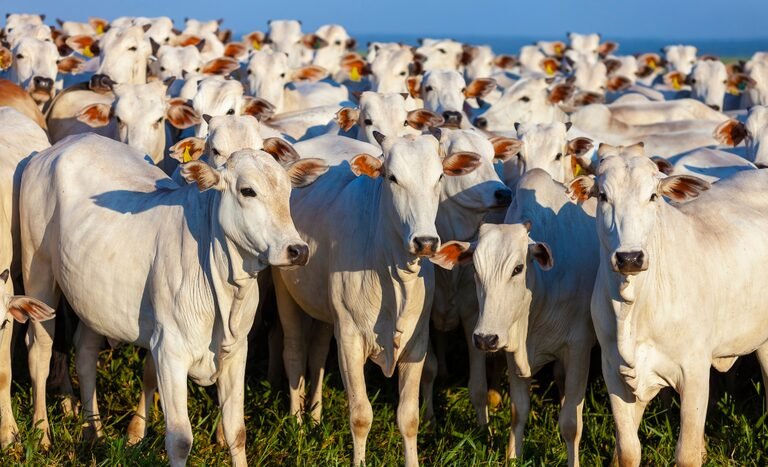China reconhece Brasil livre de febre aftosa e abre mercado para exportações