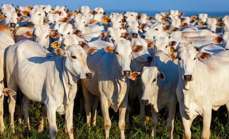 China reconhece Brasil livre de febre aftosa e abre mercado para exportações