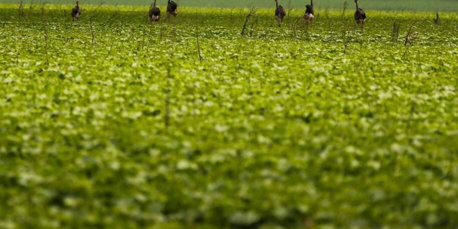 CMN aprova exigência de fotos georreferenciadas para seguro rural e gera polêmica