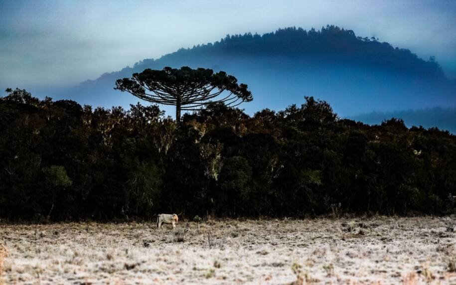 Defesa Civil alerta: Inverno de 2026 traz frio intenso e El Niño pode mudar tudo