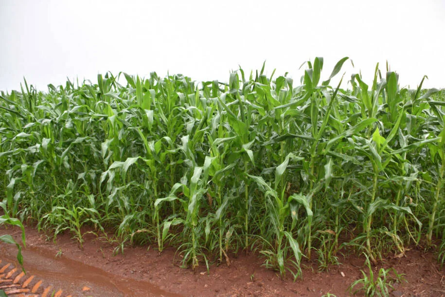 Fazenda Cinco Estrelas troca girassol por milho devido a erva daninha e promete retorno