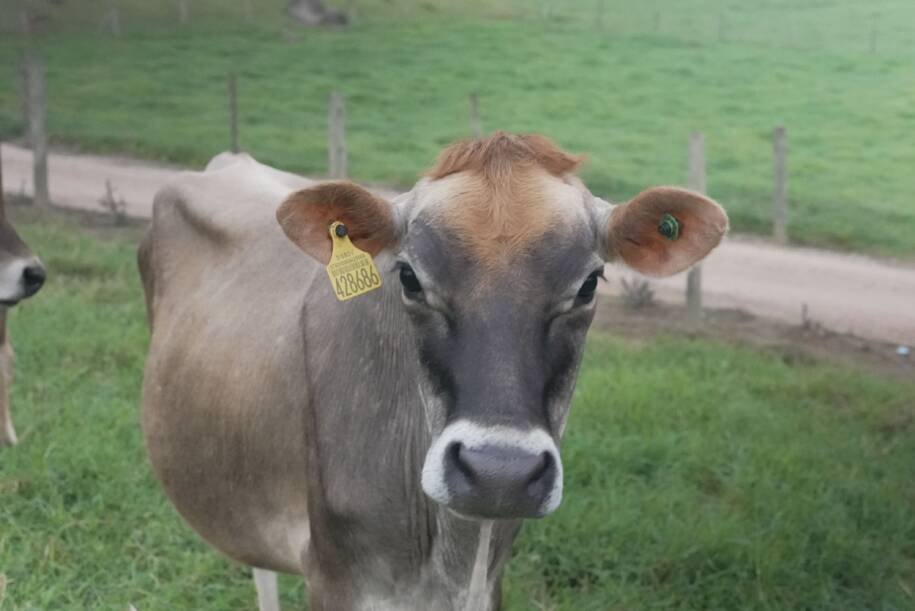 Fundo Estadual de Sanidade Animal garante indenização e segurança à pecuária de SC