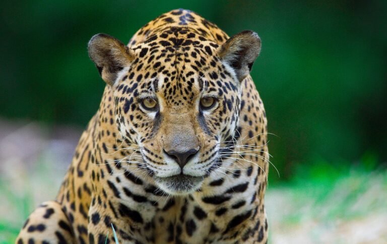 ICMBio revela que 92% dos brasileiros apoiam conservação de animais silvestres