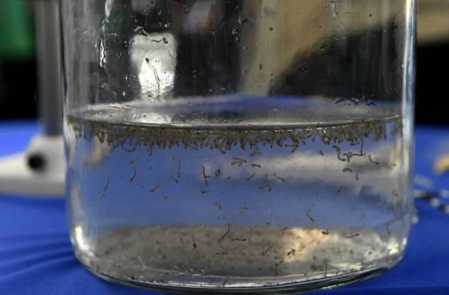 Mato Grosso do Sul registra 22 mortes por chikungunya; Dourados em alerta!