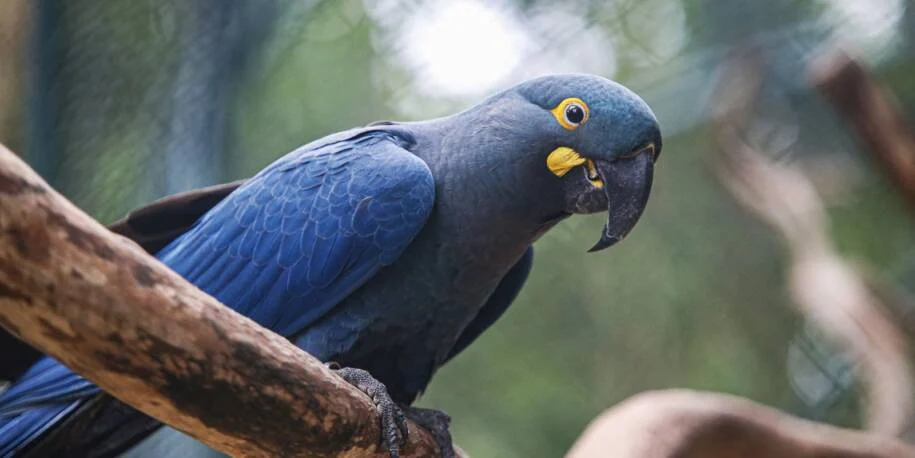 Ministro João Paulo Capobianco anuncia 180 novas espécies ameaçadas de extinção