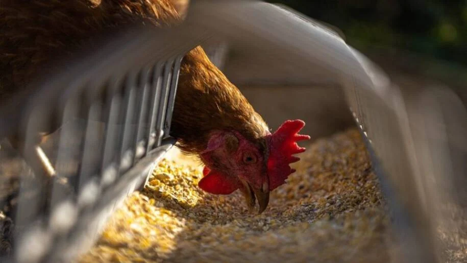Oeste do Paraná busca ser líder global em inovação em proteínas até 2040