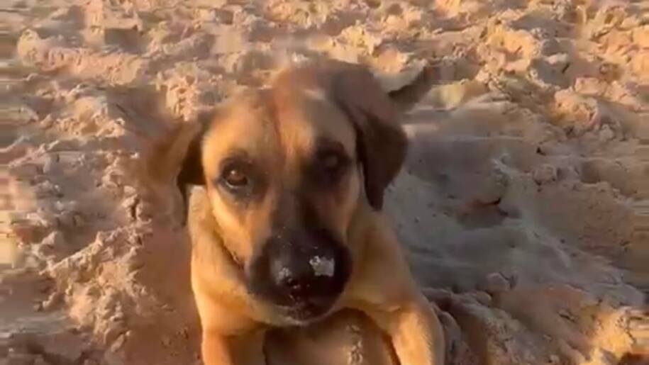 Prefeitura de Balneário Camboriú investiga morte de Maninho após maus-tratos