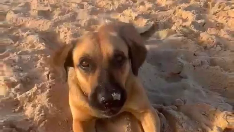 Prefeitura de Balneário Camboriú investiga morte de Maninho após maus-tratos