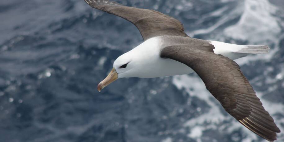 Projeto Albatroz exige mudança urgente na pesca para salvar 4 mil aves no Brasil