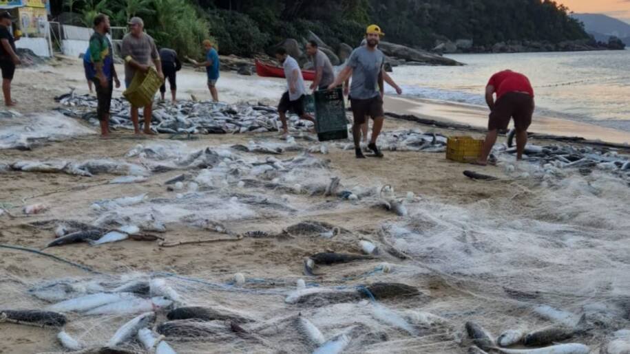 Secretaria de Meio Ambiente registra 15 mil tainhas capturadas em Balneário Camboriú