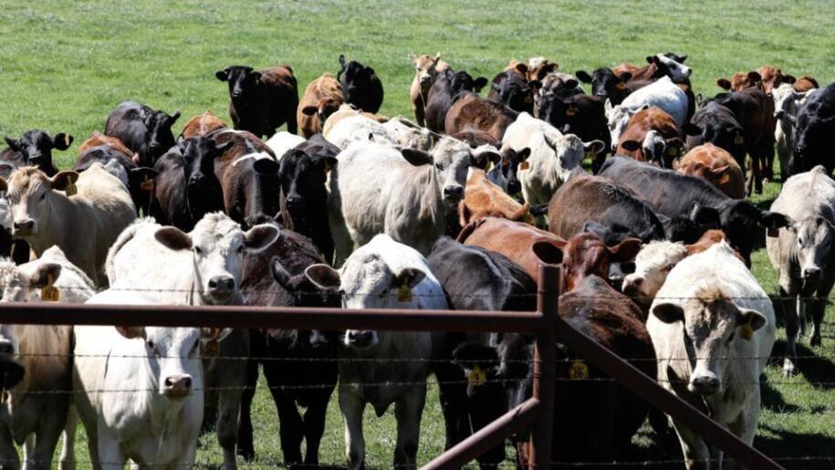 Texas declara emergência após identificação de bicheira-do-novo-mundo no gado