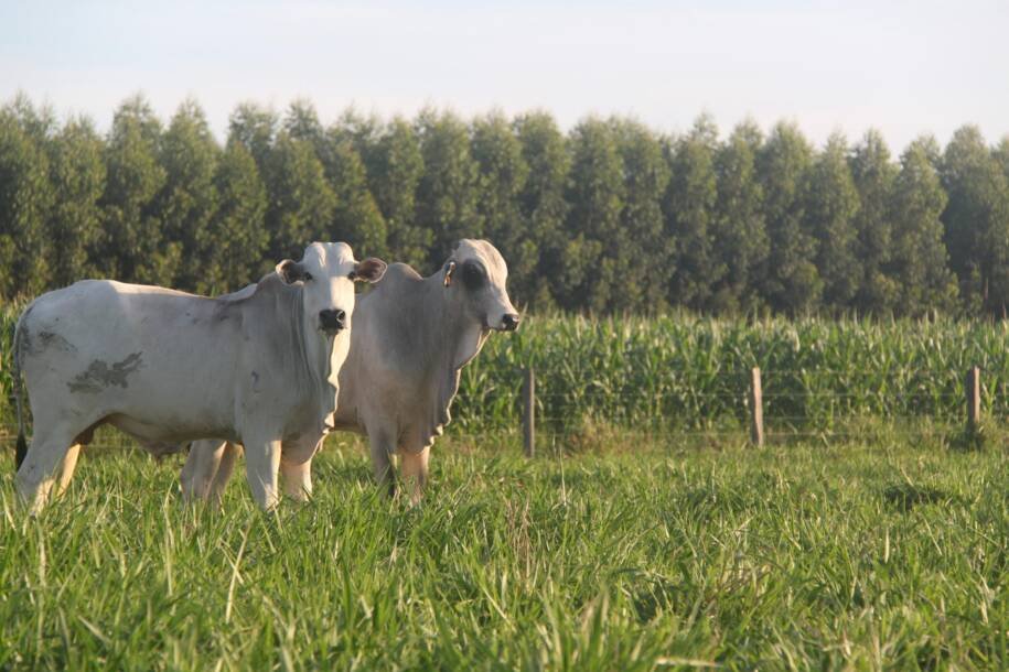 União Europeia veta carne brasileira a partir de setembro por falhas sanitárias