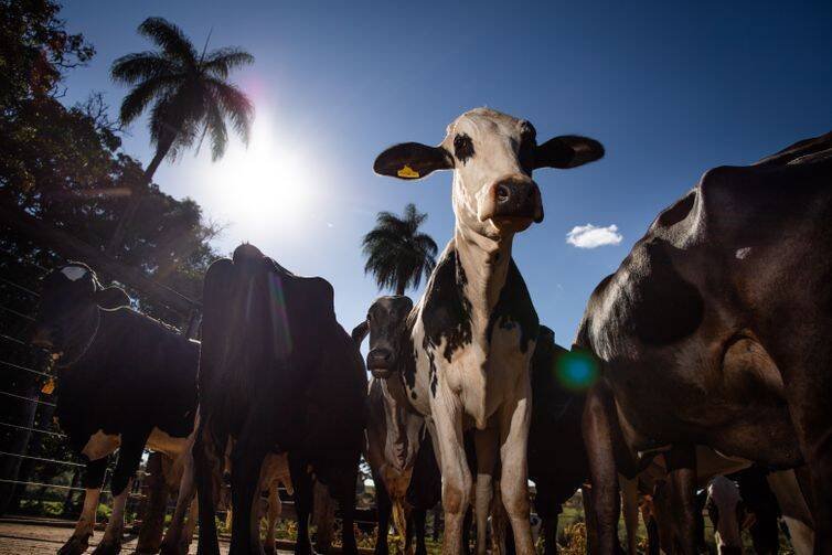 União Europeia veta carne brasileira e gera crise no setor agropecuário